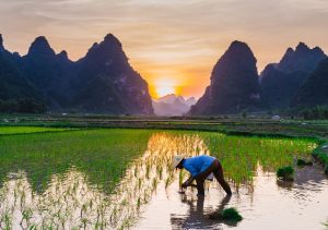 Vietnam arbeitender Mann auf Reisfeld mit Bergen im Hintergrund