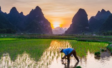 Vietnam arbeitender Mann auf Reisfeld mit Bergen im Hintergrund