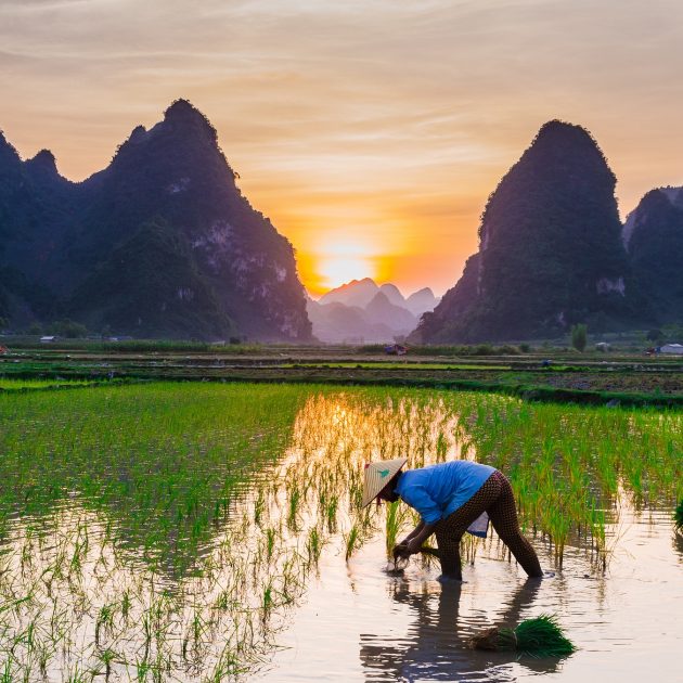 Vietnam arbeitender Mann auf Reisfeld mit Bergen im Hintergrund