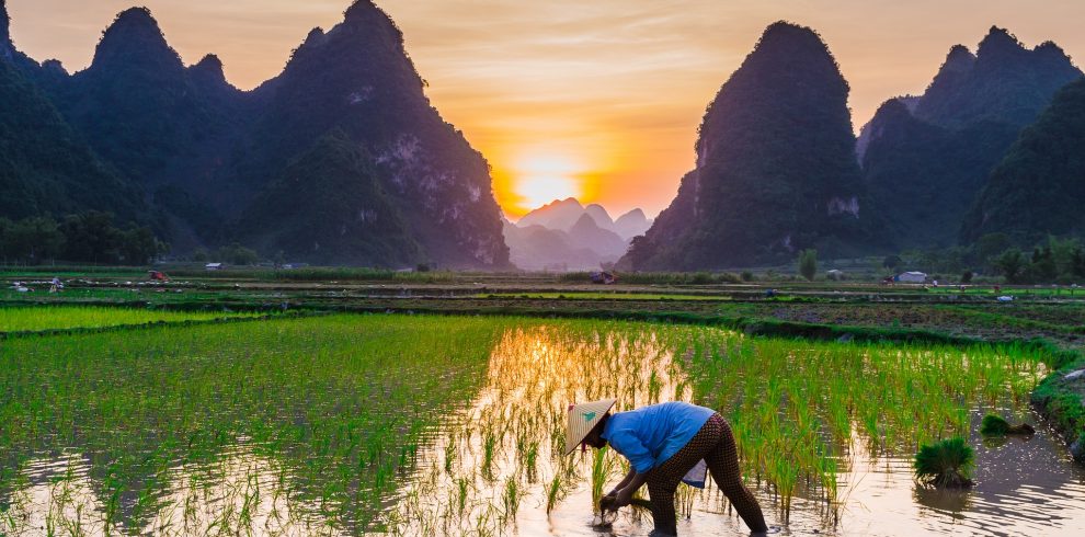 Vietnam arbeitender Mann auf Reisfeld mit Bergen im Hintergrund